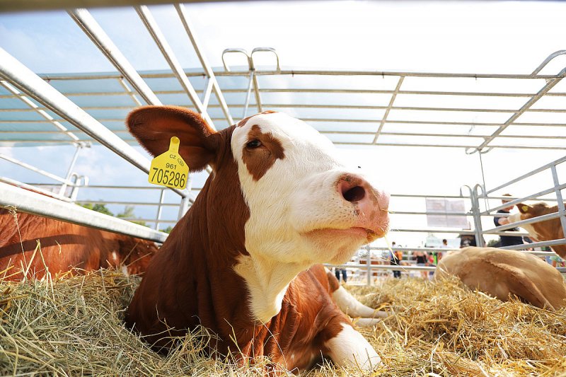 Za romantickou kulisou Alžírska se skrývá země s moderními ambicemi
