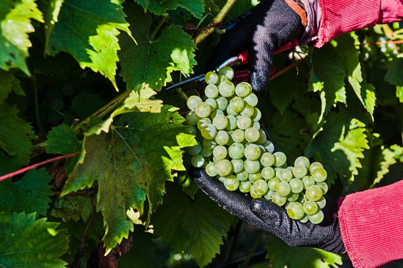 Poslední loňské hrozny zamířily do lisu, ve Valticích vyrábí slámové víno