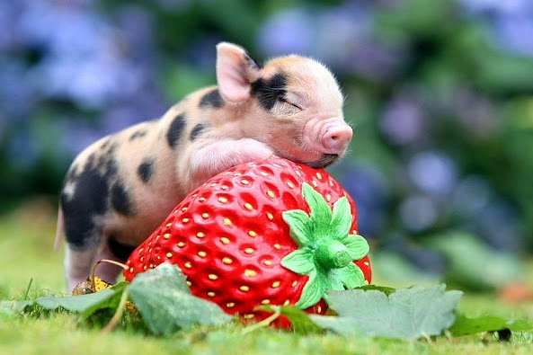 Analytik: Češi nakupují méně potravin, ale připlatí si za kvalitu