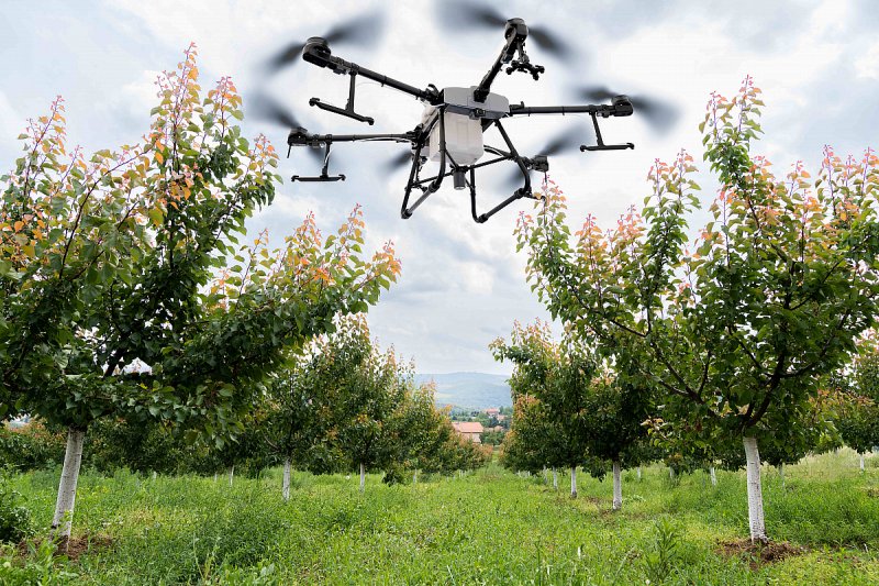 Čínský farmář způsobil výpadek proudu, když přepravoval prasata dronem