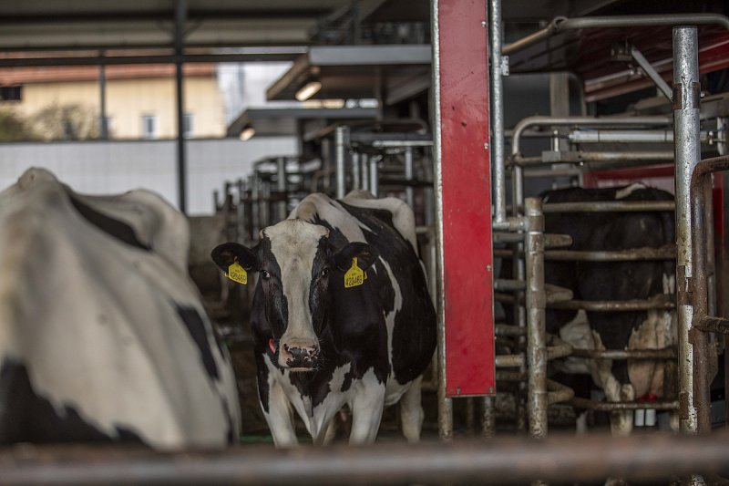 Podnik z Agrofertu chce na Hodonínsku postavit stáje a robotizovat dojírnu