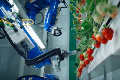 Většímu nasazení humanoidních robotů v průmyslu zatím brání legislativa