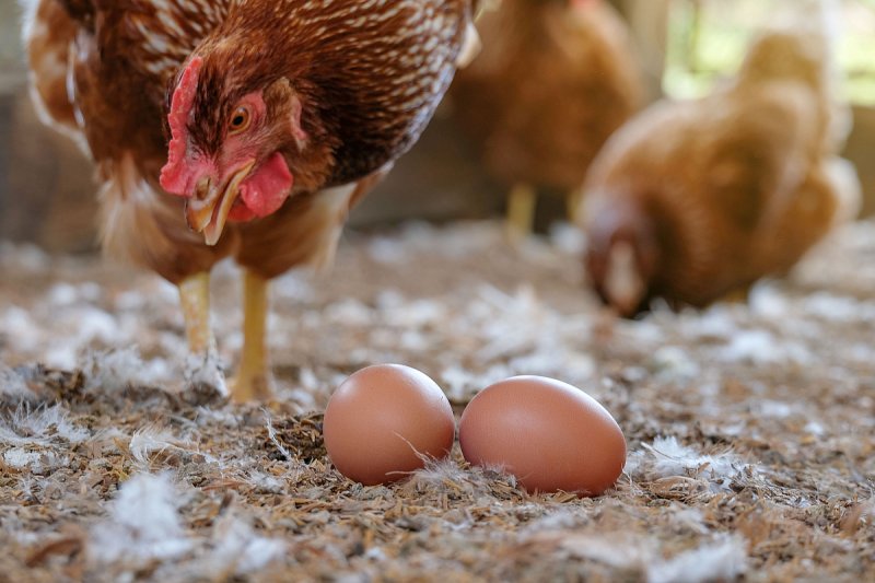 V Ivančicích fungoval nelegální velkochov slepic, pojídaly se navzájem