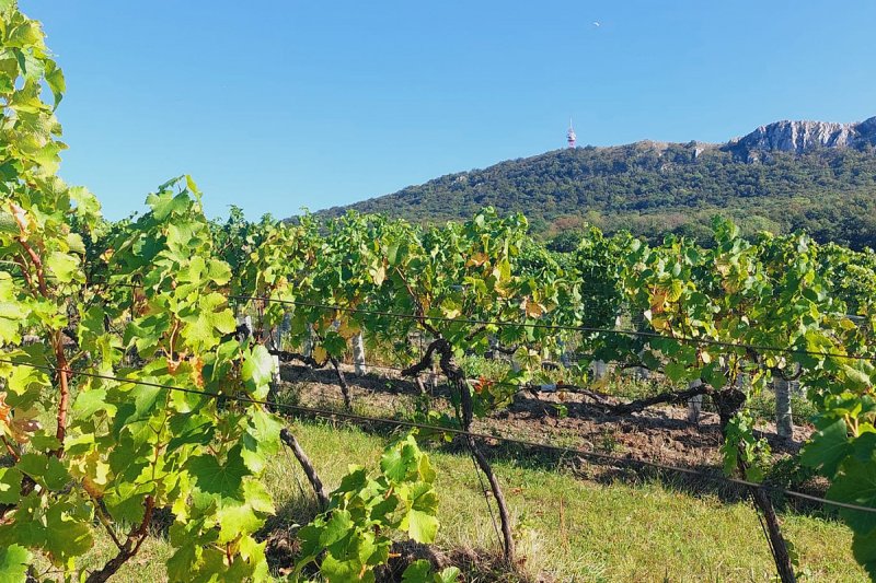 Rozloha vinohradů v Česku loni znovu klesla, ubylo také pěstitelů révy
