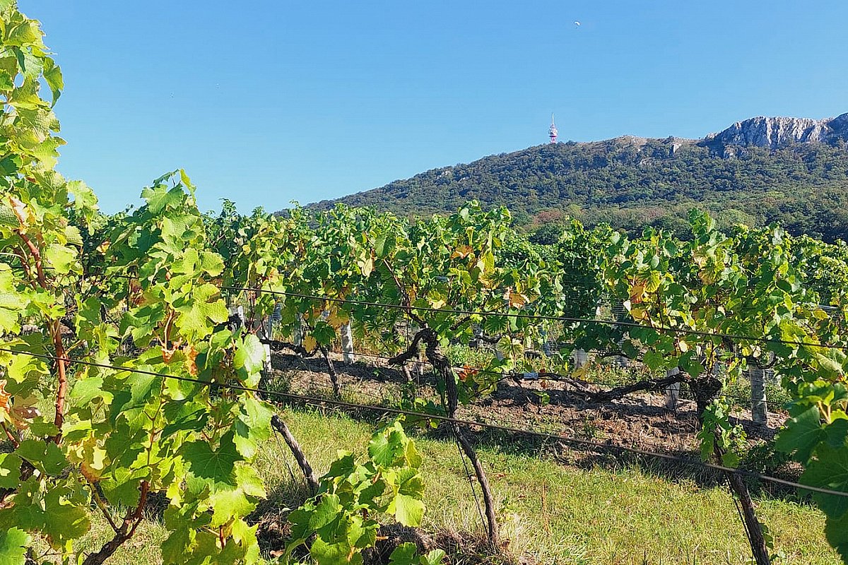 Velcí pěstitelé révy vinné dávají přednost proměně vinohradů před rozšiřováním