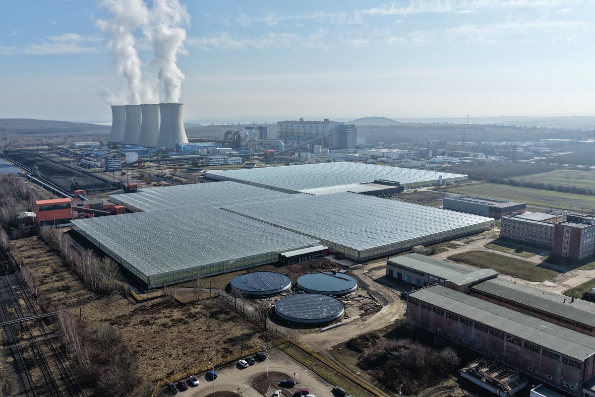 Poptávka po rajčatech ze skleníků od elektrárny u Kadaně je velká, řeší vytápění