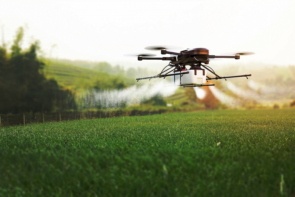 Tuřanského kysaného zelí se má vyrábět více, v plánu je využití dronu i automatické zavlažování