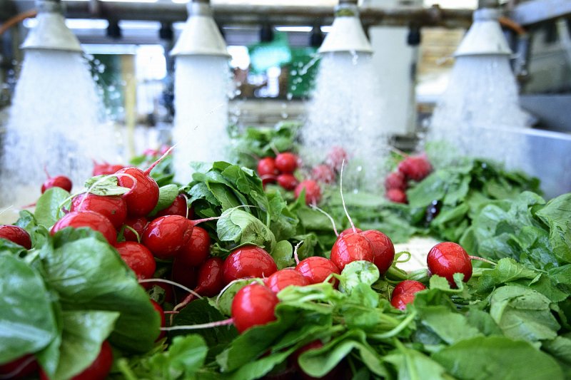 Produkce zeleniny v Česku kvůli suchu klesne dle Zelinářské unie