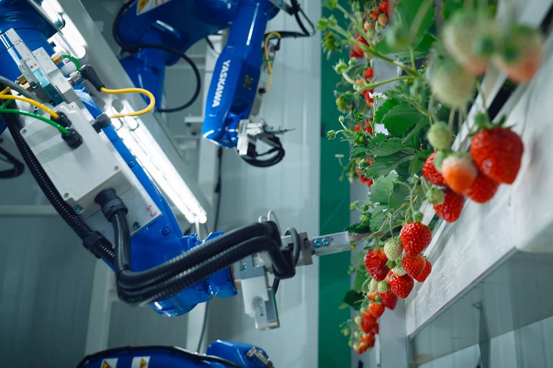 Stát chce posílit konkurenceschopnost ovocnářství s využitím robotizace a automatizace