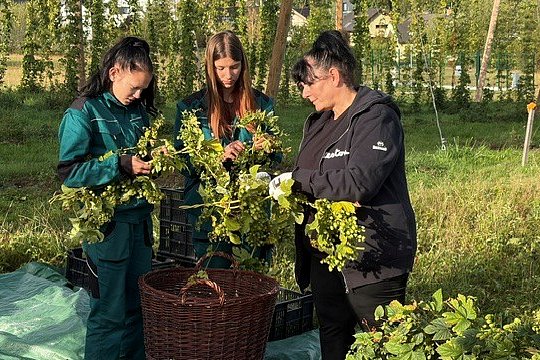 Chmelnici v Humpolci letos pomohl závlahový systém, chmel se sklízel potřetí