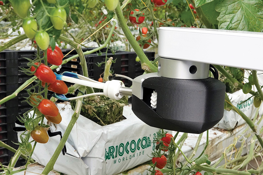 Sofistikované snímání počítačovým viděním, umělá inteligence a vlastní nástroje na konci ramene umožňují kolaborativnímu robotu SCADA sklízet zralé plody přímo ze stonku. Obrázek poskytla společnost Root AI/RIA