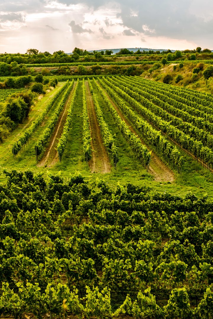 Foto: Znovín - viniční trať Peklo